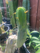 Load image into Gallery viewer, 11 1/2” T. Bridgesii cutting B01