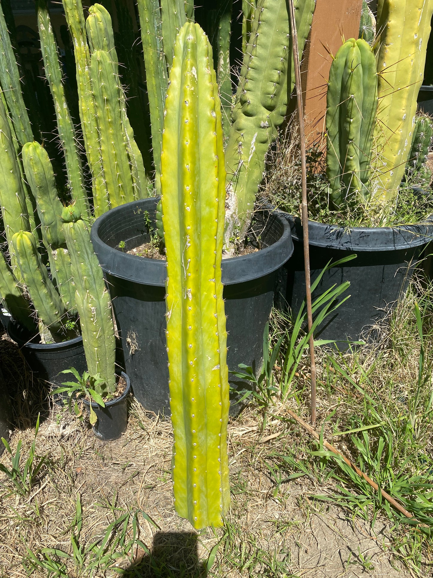 30” San Pedro cutting flowering tip