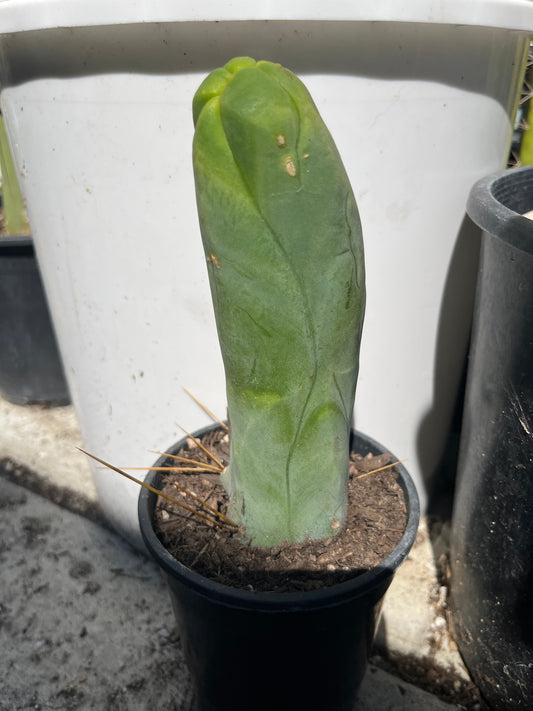 8” Bridgesii Monstrose Long or clone A cutting