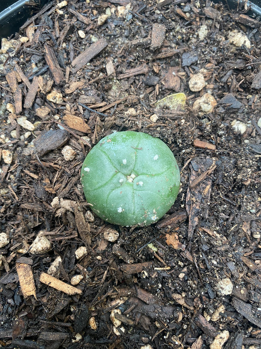 1.25” Grafted L Matucana Madisorium W