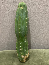 Load image into Gallery viewer, 12 1/2” San Pedro cutting flowering tip