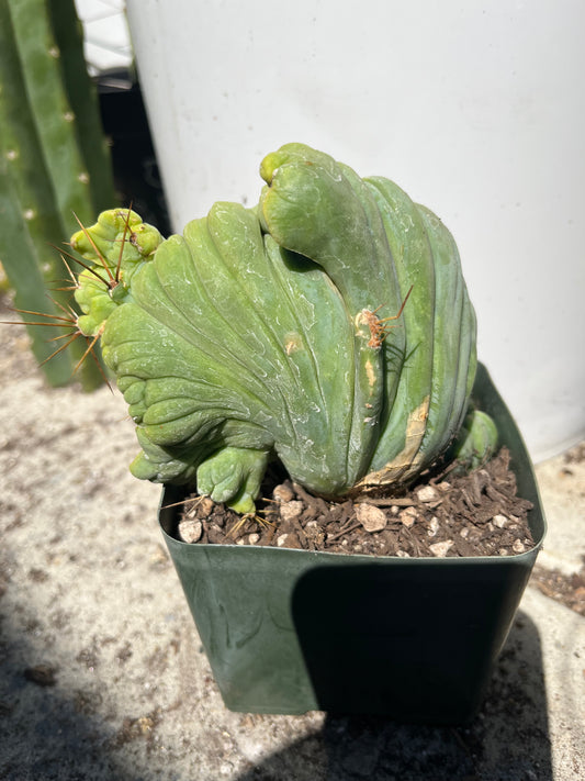 5 1/2” tall T. Bridgesii Monstrose Crest cutting