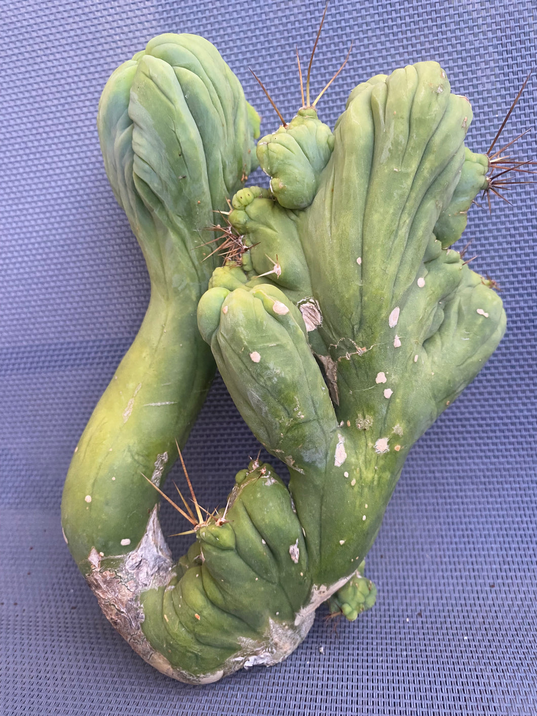 7 1/2” tall T. Bridgesii Monstrose Crest cutting