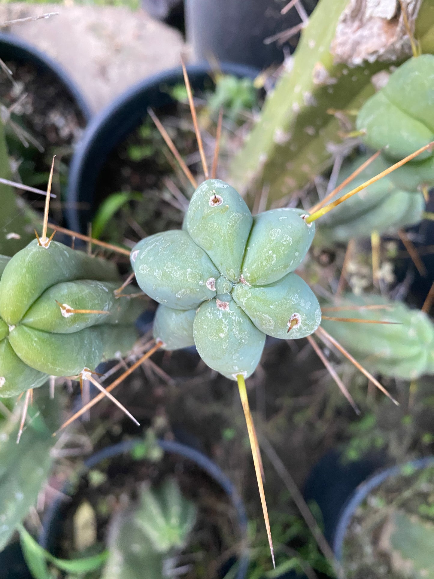 13” T. Bridgesii cutting B02