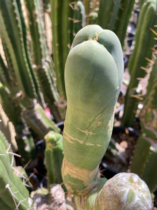 7” Bridgesii Monstrose Long or clone A cutting