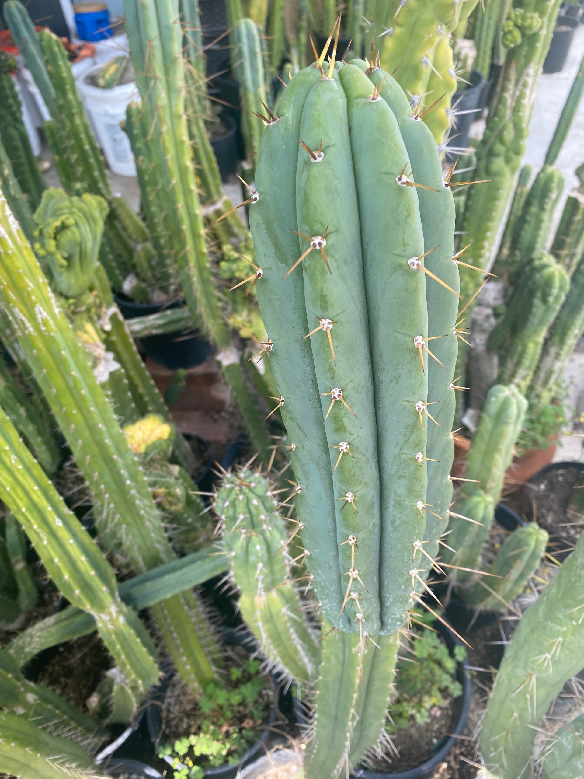 12” T. Bridgesii Australian Angela cutting B40