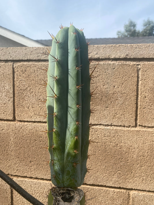 11” T. Peruvianus Sharxx Blue x T. Bridgesii LJ