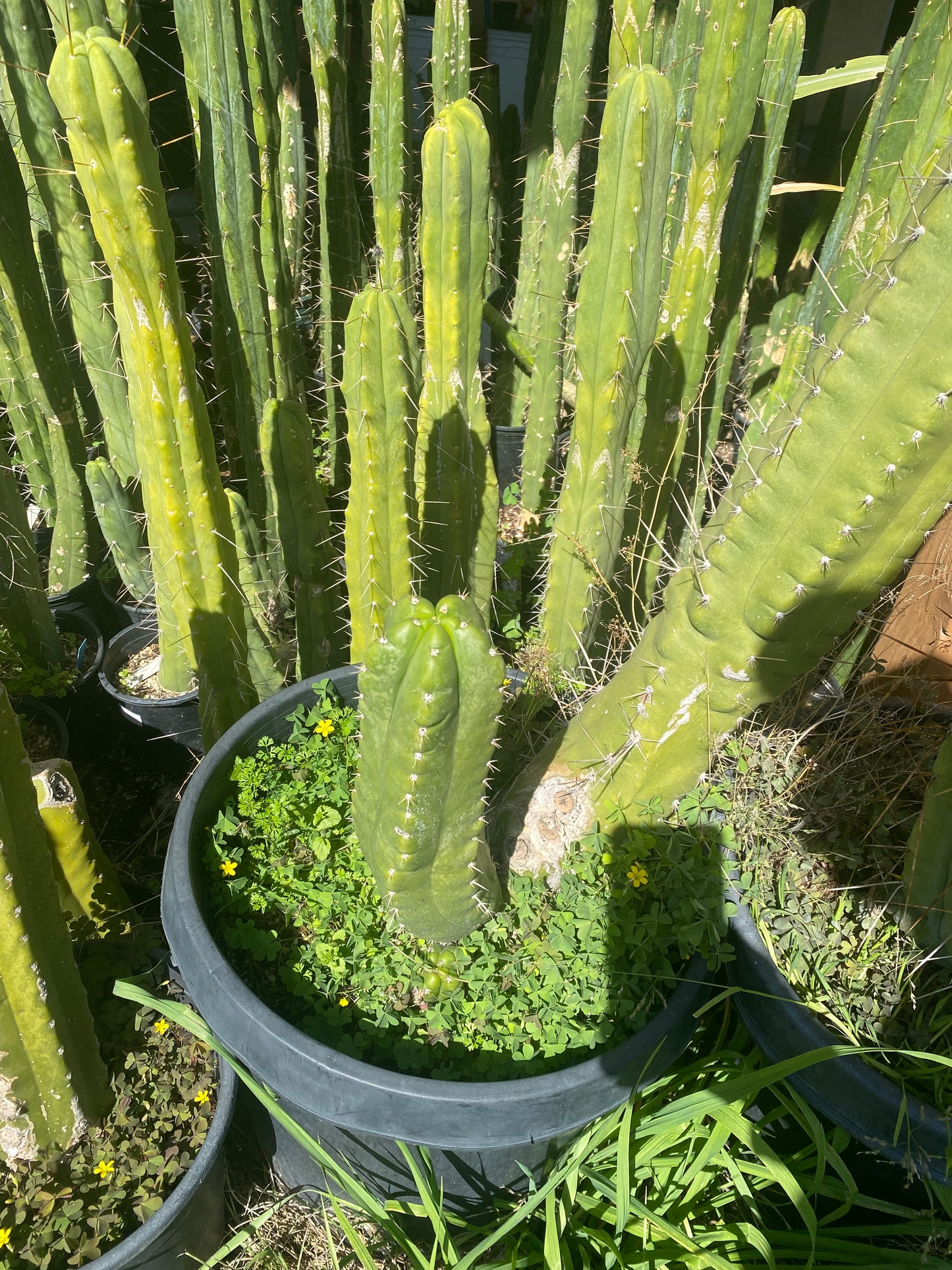 12” T. Pachanoi Monstrose cutting