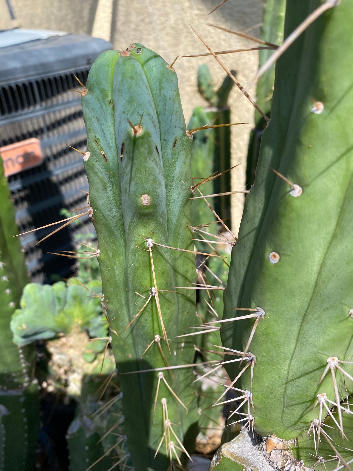 12” T. Bridgesii cutting B08