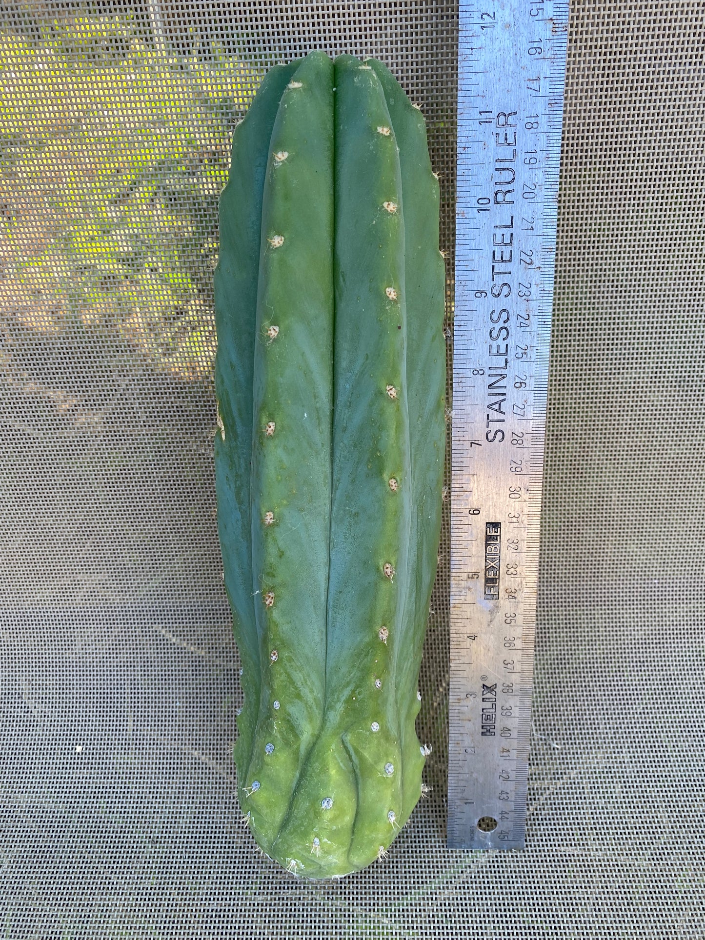 11 1/2” San Pedro cutting