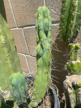 Load image into Gallery viewer, 16 1/2” T. Bridgesii cutting B01