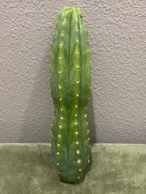 Load image into Gallery viewer, 12 1/2” San Pedro cutting flowering tip