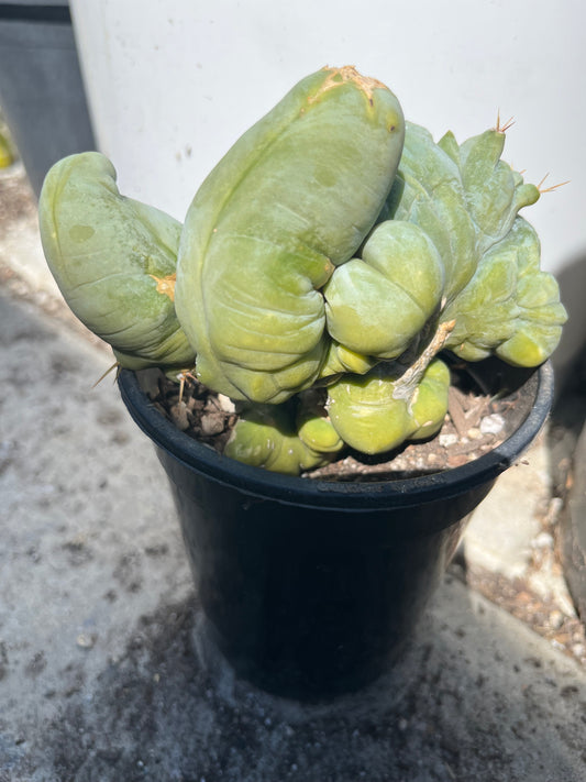 4” tall T. Bridgesii Monstrose Crest cutting