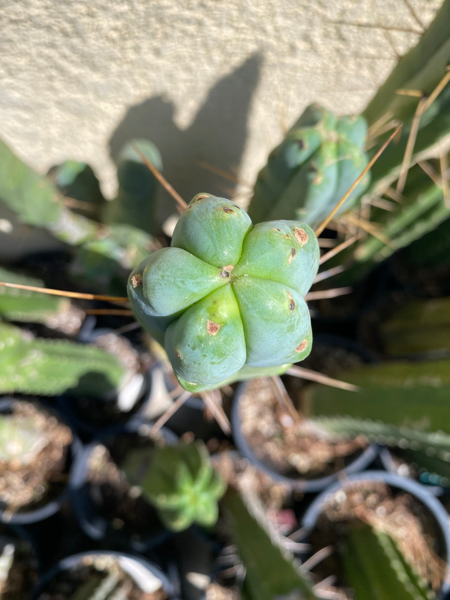 12” T. Bridgesii SS02 cutting B14