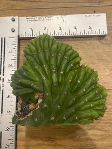 T. Pachanoi Monstrose Cristata Variegated cutting