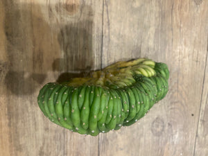 T. Pachanoi Monstrose Cristata Variegated cutting