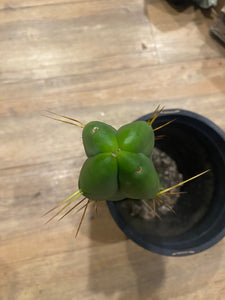 12 1/2” T. Bridgesii cutting B01