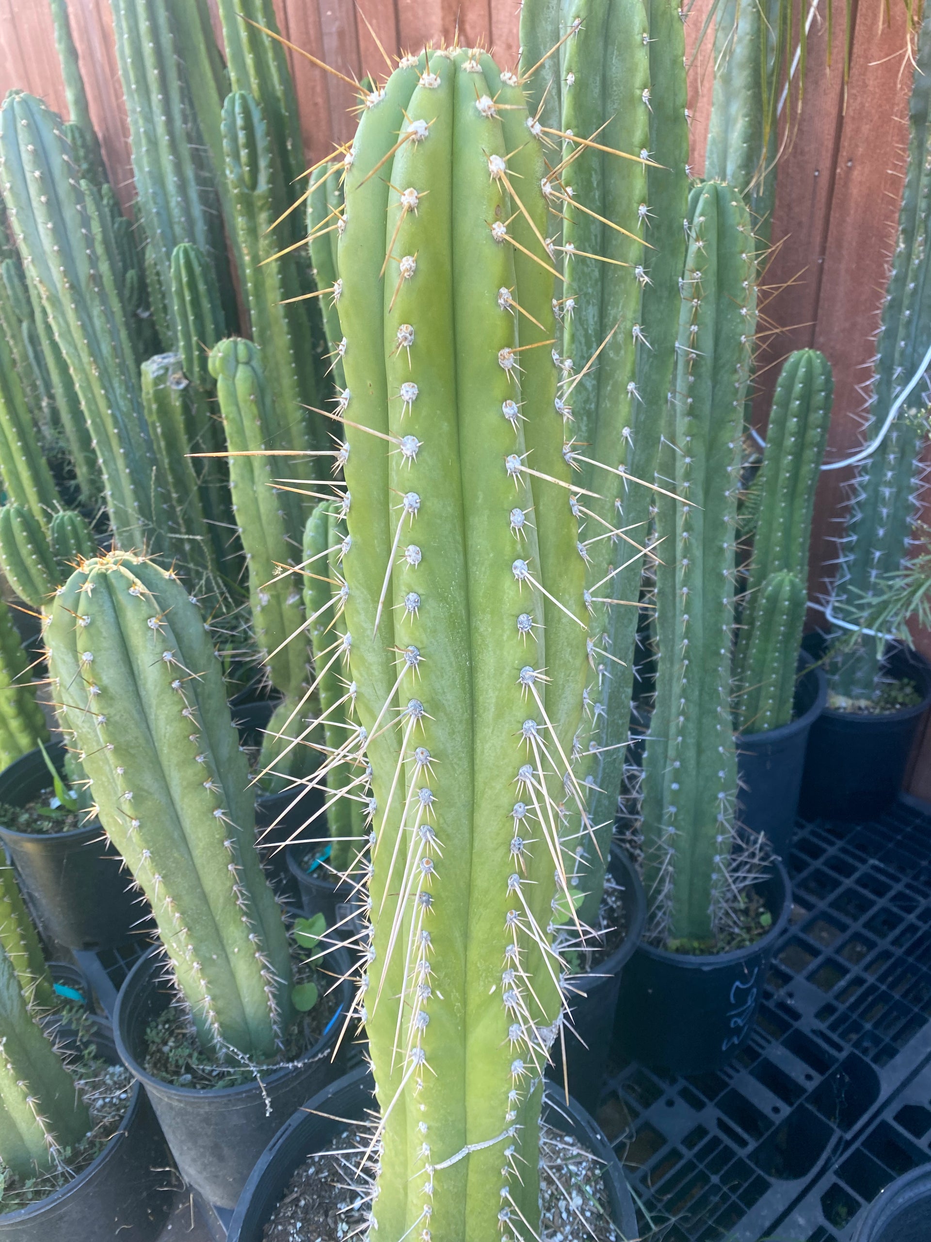 12” T. Peruvianus K.Knize cutting – 3koSerious