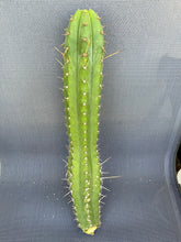 Load image into Gallery viewer, 16” T. Peruvianus KK336 cutting