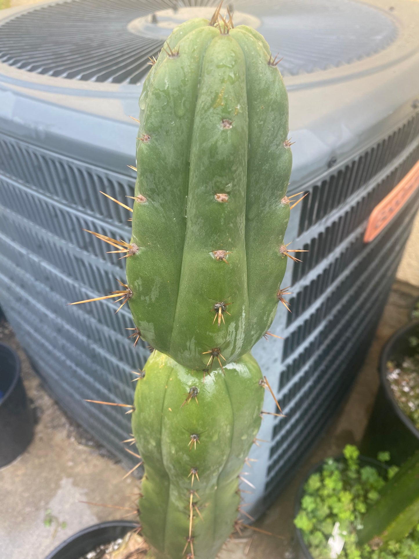 14” T. Macrogonus x T. Bridgesii LJ cutting