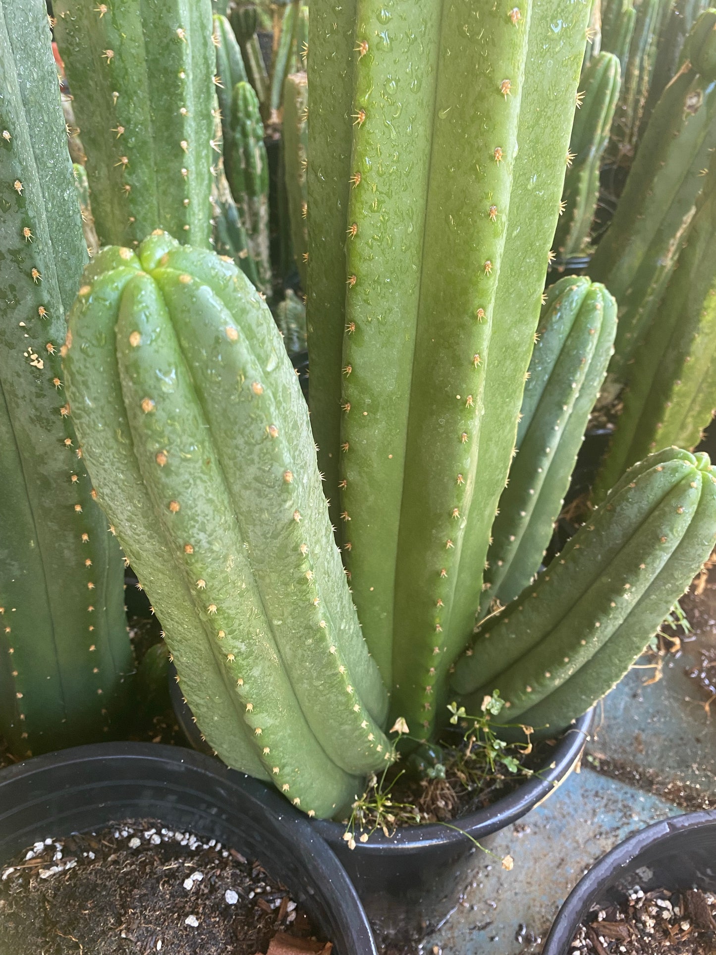 16” T. Pachanoi Cordobensis cutting