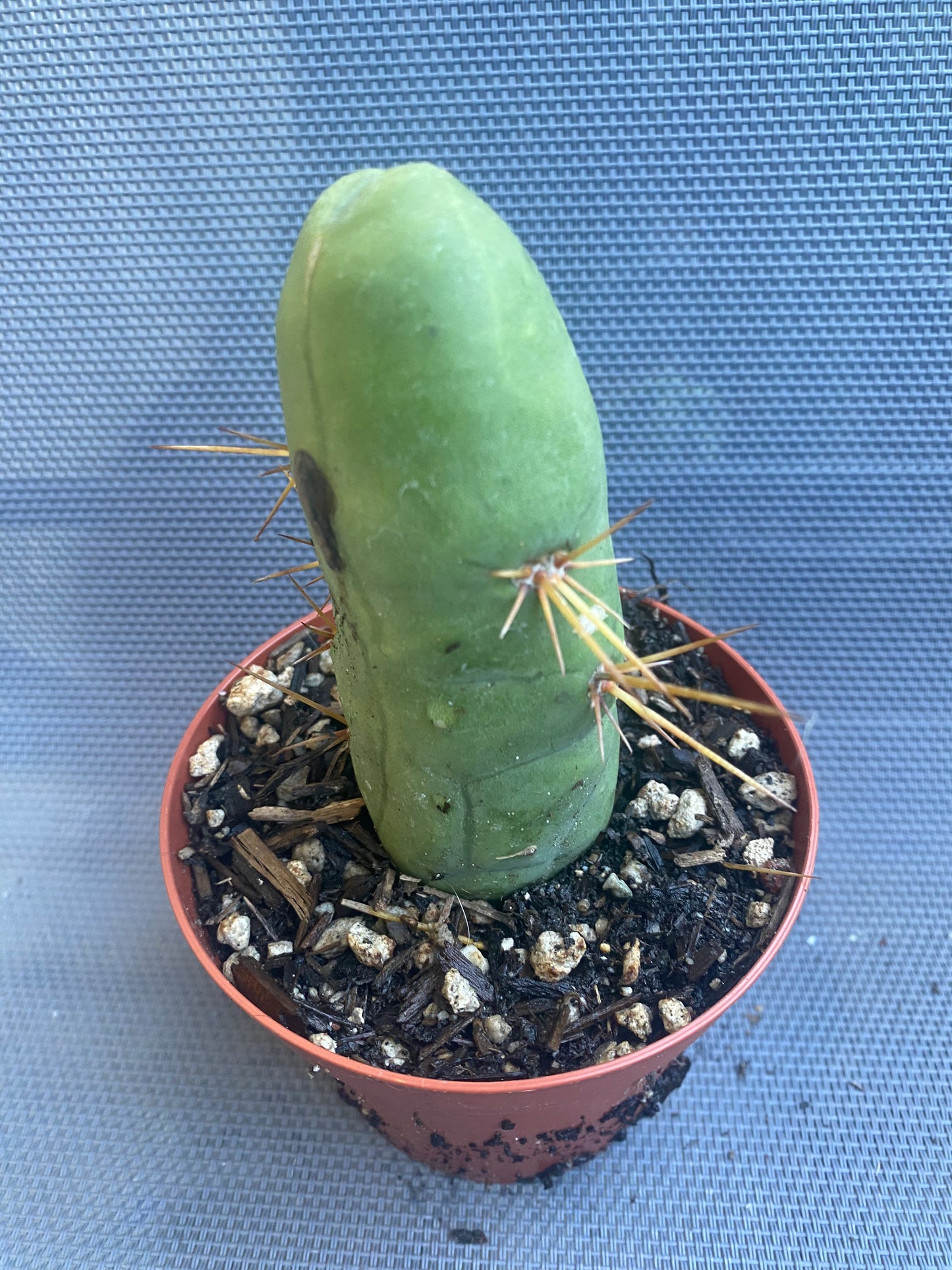 T. Bridgesii Monstrose short or clone B