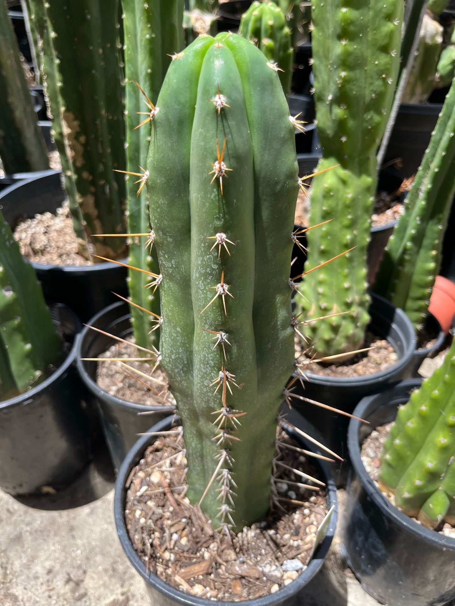 13” T. Peruvianus San Marcos 4556