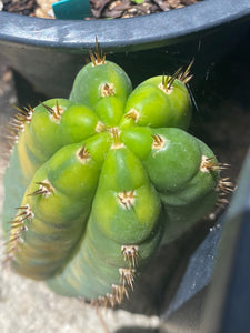 6 1/2” Variegated T. Pachanoi Monstruose/ Crest cutting