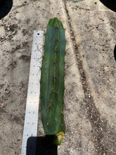 Load image into Gallery viewer, 12 1/2” T. Bridgesii cutting B08