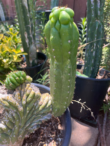 8 1/2” T. Pachanoi Monstrose Crest cutting