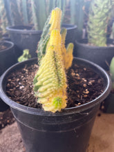 Load image into Gallery viewer, T. Pachanoi Cristata Variegated