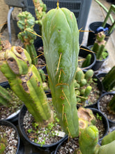 Load image into Gallery viewer, 13 1/2” T. Bridgesii cutting B08 with roots