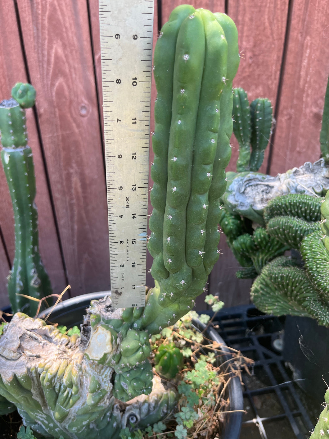 9 1/2” T. Pachanoi Monstrose Crest cutting