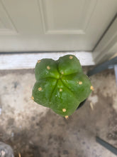 Load image into Gallery viewer, 12” T. Field’s Pachanoi x Open cutting