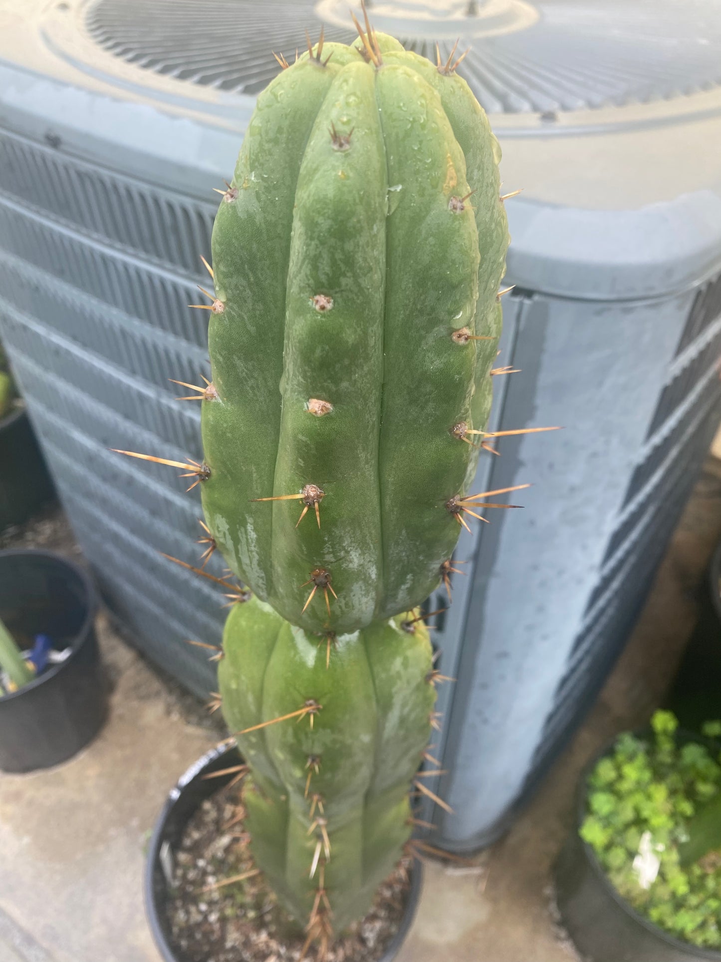 14” T. Macrogonus x T. Bridgesii LJ cutting