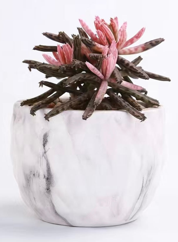 Modern Ceramic Pot with Marbling