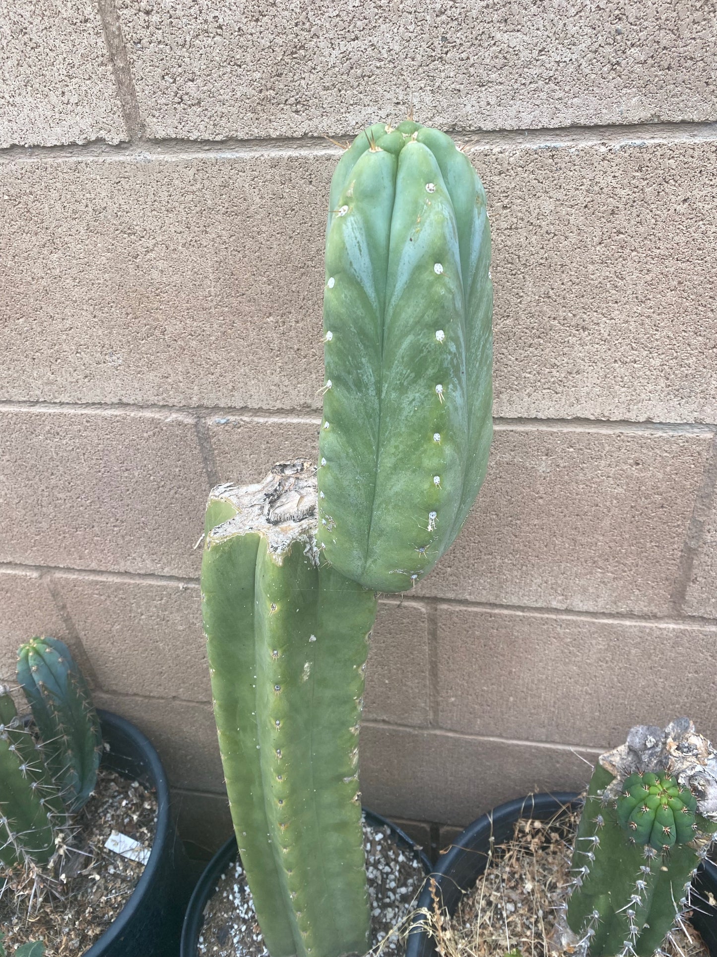 9” T. Huanucoensis cutting