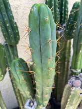 Load image into Gallery viewer, 12 1/2” T. Bridgesii cutting B08