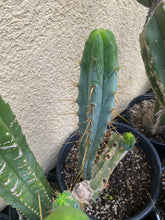 Load image into Gallery viewer, 15 1/2” T. Bridgesii cutting B03