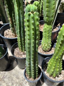 14 1/2” San Pedro