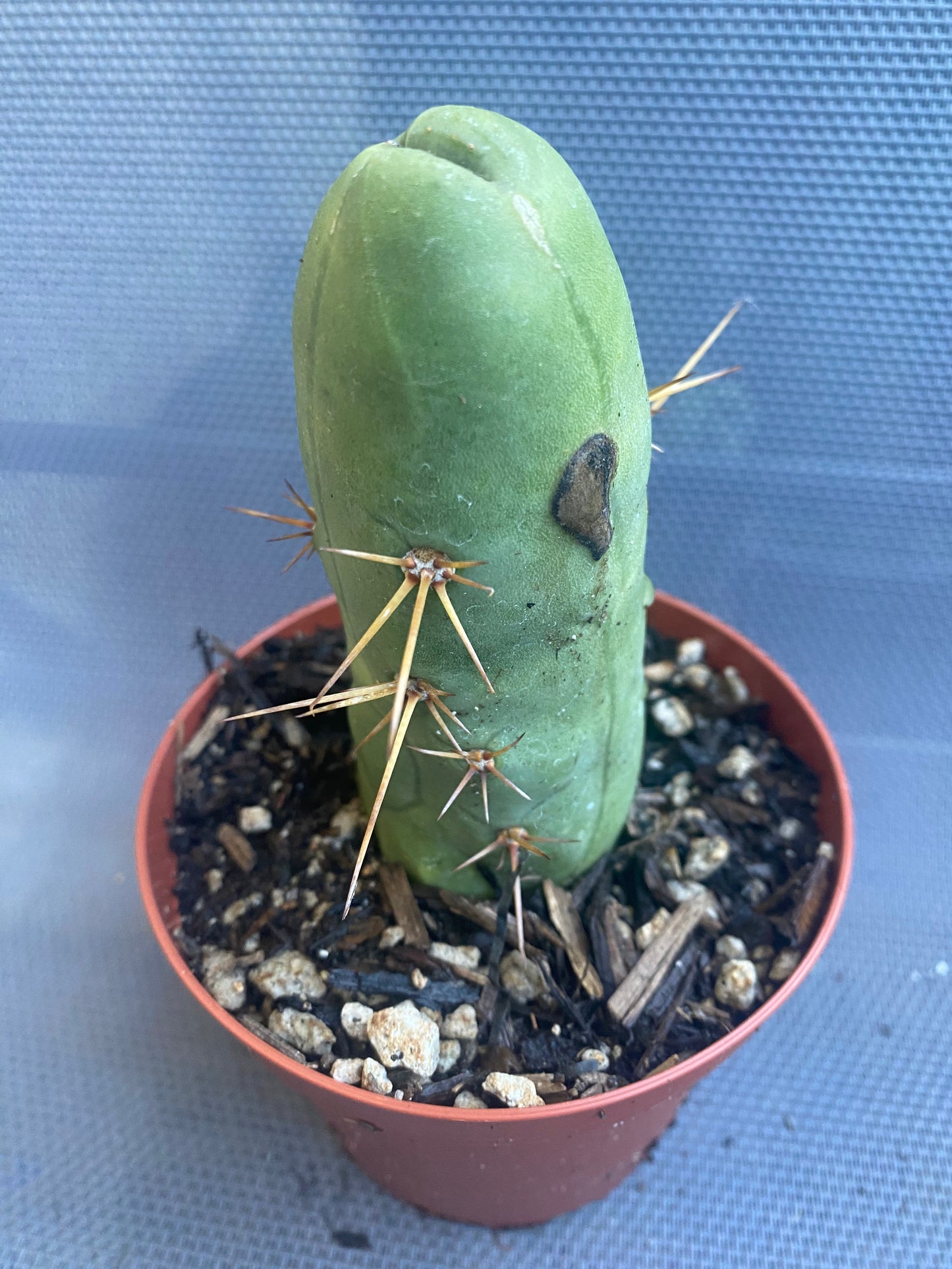 T. Bridgesii Monstrose short or clone B