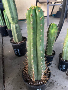 16” T. Peruvianus 2983 cutting