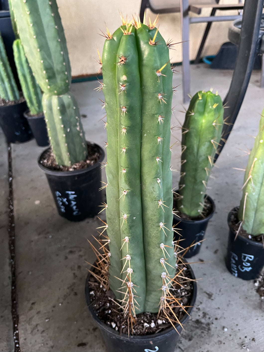 16” T. Peruvianus 2983 cutting