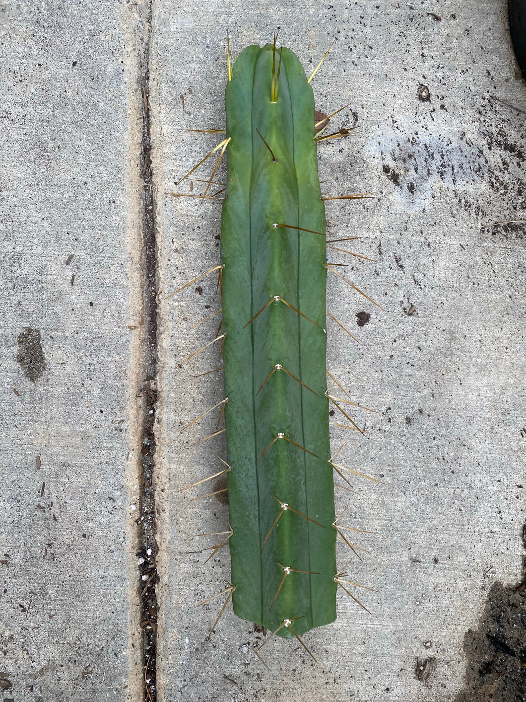 13” T. Bridgesii Wowie x T. Bridgesii SS02 cutting B17