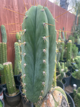 Load image into Gallery viewer, 10” T. Peruvianus 2983 cutting