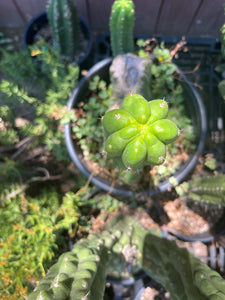 9 1/2” T. Pachanoi Monstrose Crest cutting