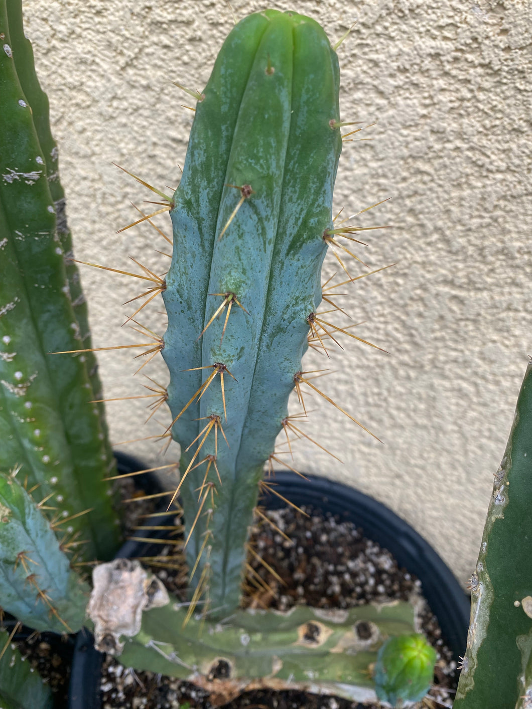 15 1/2” T. Bridgesii cutting B03