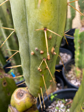 Load image into Gallery viewer, 13 1/2” T. Bridgesii cutting B08 with roots