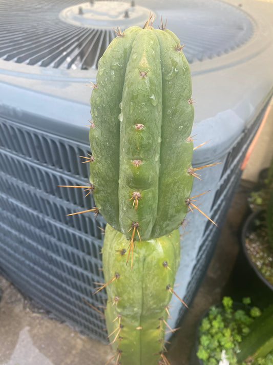 14” T. Macrogonus x T. Bridgesii LJ cutting