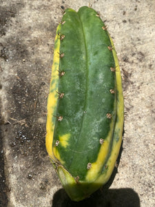 6 1/2” Variegated T. Pachanoi Monstruose/ Crest cutting